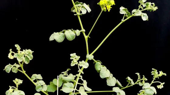 A photograph of a flowering plant with green leaves and small yellow blossoms, against a black background.