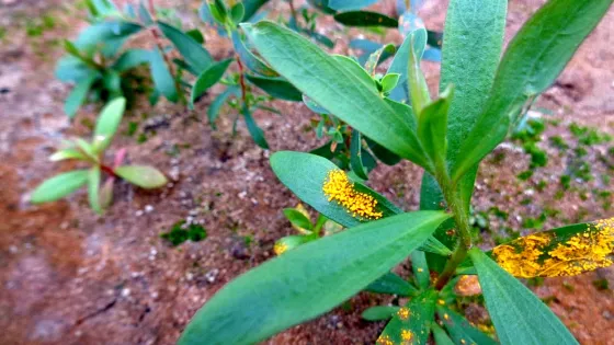 Close-up of a plant with green leaves dusted with bright yellow pollen on sandy soil.