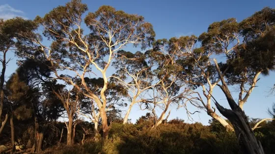 Tall eucalyptus trees illuminated by warm sunlight against a clear sky.