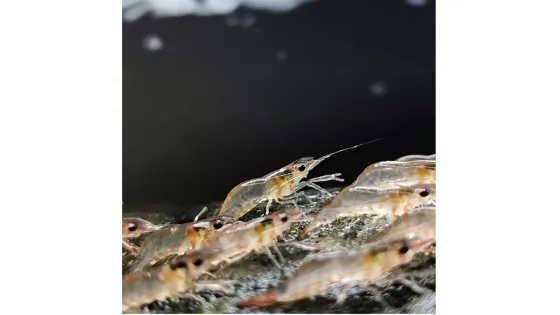 A close-up photo of several transparent shrimp gathered on a dark, rocky surface.