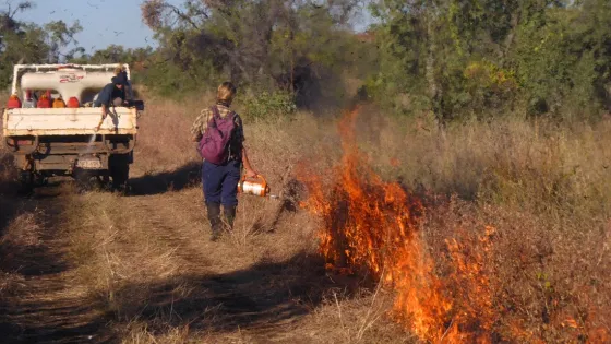 A person uses a drip torch to ignite a controlled burn in a dry grassland area, with a water tank truck and another person nearby.