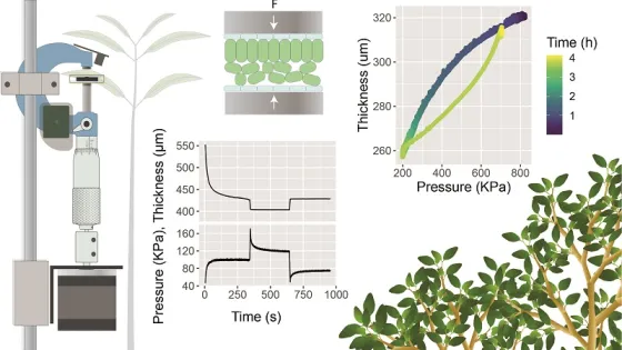 An illustration displaying scientific diagrams related to plant biology that includes a mechanical setup measuring plant response, multiple graph charts, and a close-up cross-section of plant cells.