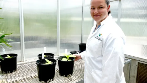 A scientist in a white lab coat standing next to young plants in black pots in a greenhouse.