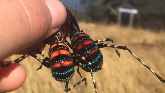 A person holding a brightly colored beetle with red, black, and iridescent blue patterns on its body, in a grassy outdoor setting.