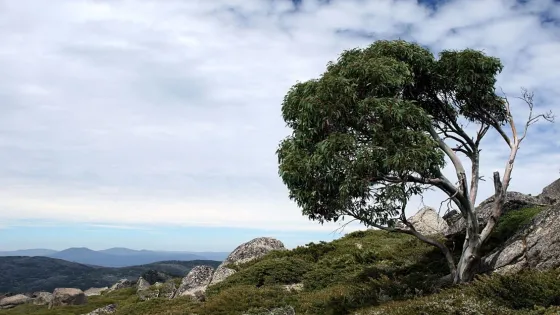 A solitary eucalyptus tree stands on rocky, high-altitude terrain against a sky dotted with clouds.