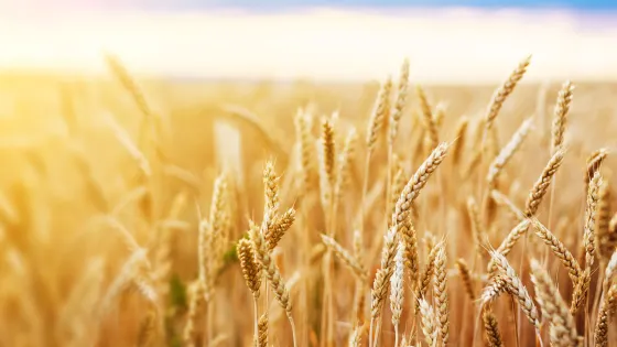 A panoramic view of golden wheat fields under a bright, sunlit sky.
