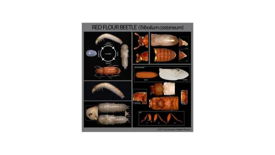 An educational chart depicting various stages and anatomical parts of the red flour beetle, Tribolium castaneum.