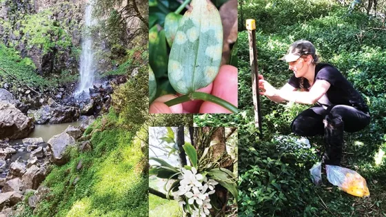 A collage showing a woman conducting field research in a lush forest, featuring images of a waterfall, tropical plants, and close-ups of exotic flowers.