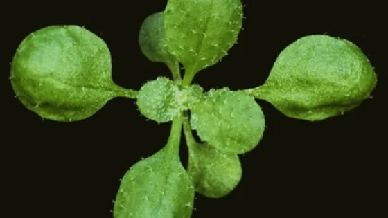 A close-up image of a small green plant with round, fuzzy leaves against a black background.