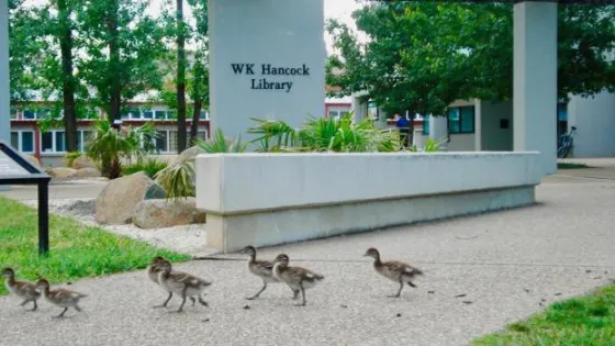 Ducklings crossing a pathway in front of the WK Hancock Library.