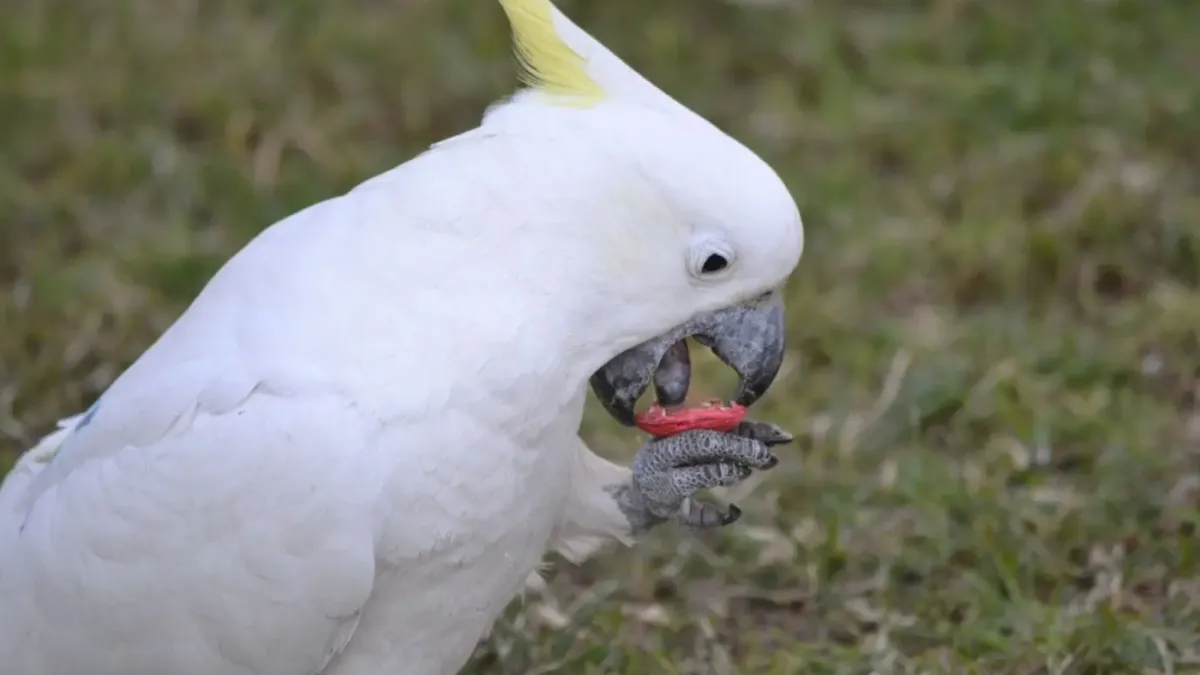 Social connections are key to the spread of new behaviours within wild cockatoo communities. Photo: Julia Penndorf.