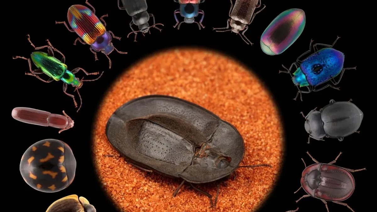beetles