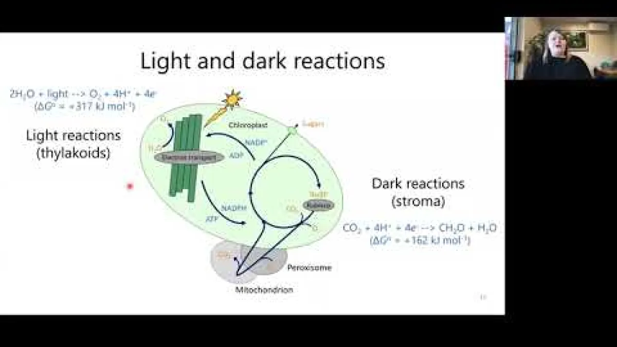 Preview image for the video "Recorded seminar - Maria Ermakova".