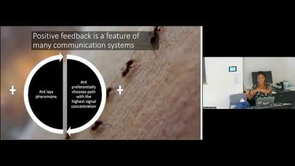 Preview image for the video "Recorded EE Seminar - Tanya Latty".