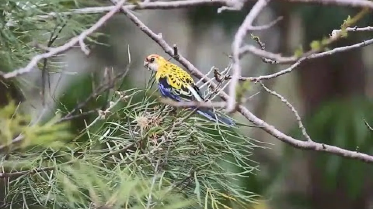 Preview image for the video "Recorded EE Seminar Series - Daniella Teixeira".