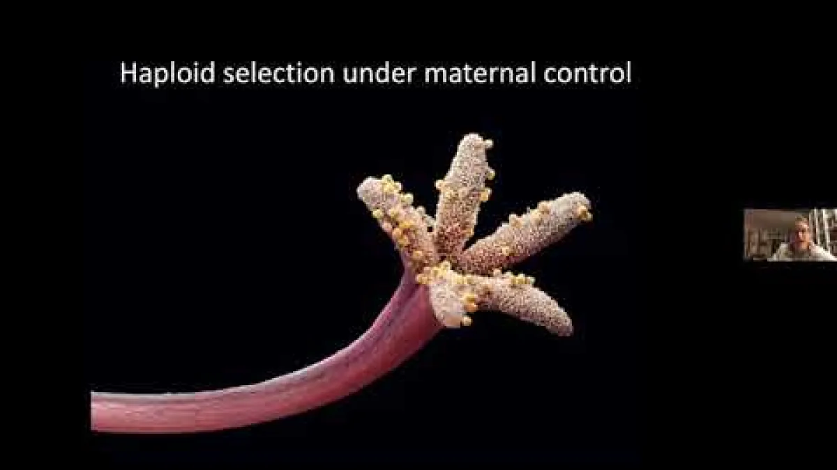 Preview image for the video "Recorded EE Webinar - Immler".