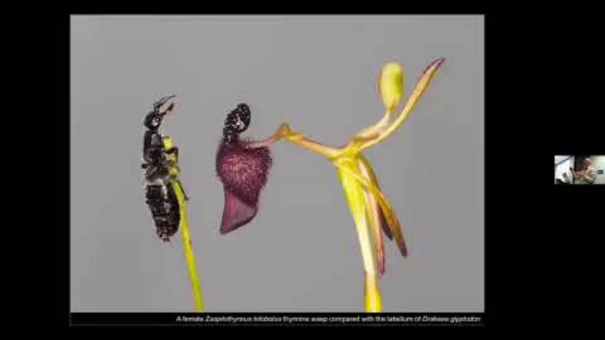 Preview image for the video "Recorded EE Seminar Peakall".