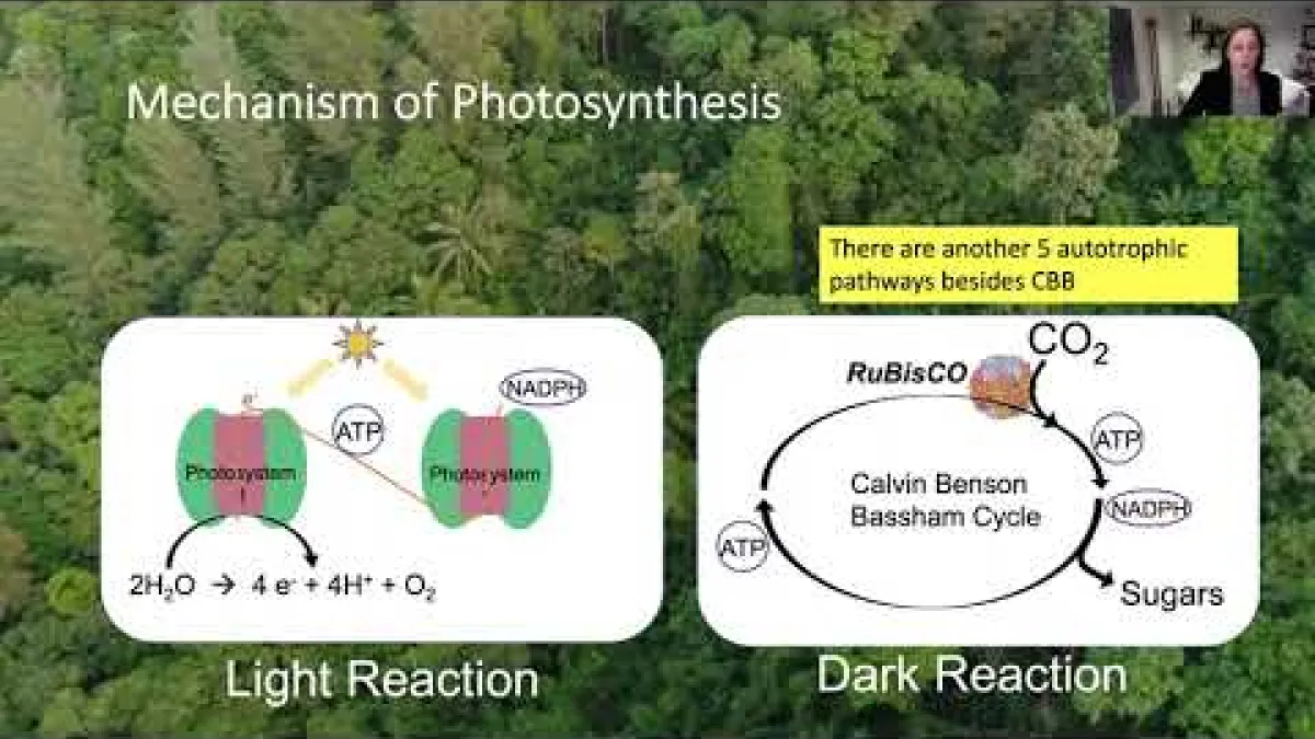 Preview image for the video "Recorded seminar - Jodi Young".