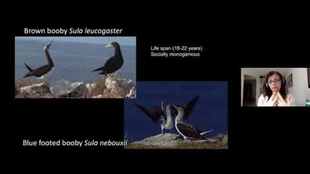 Preview image for the video "Recorded EE Webinar - Torres".