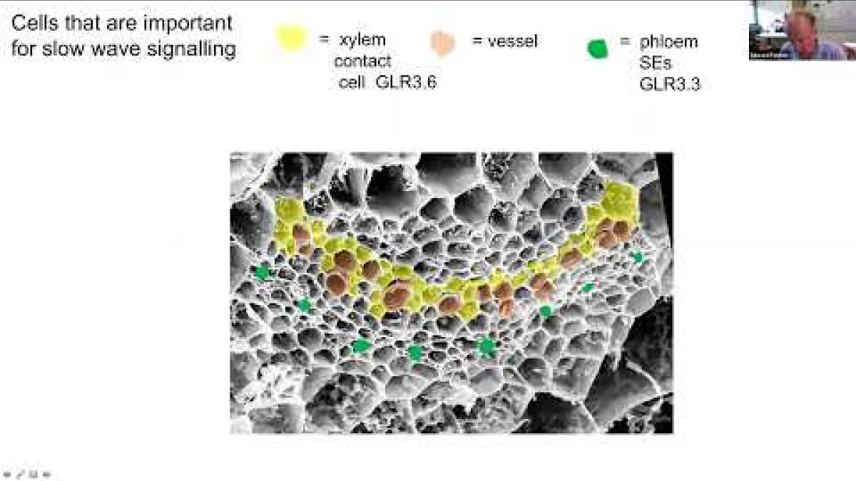Preview image for the video "Recorded PS Seminar - Edward E. Farmer".