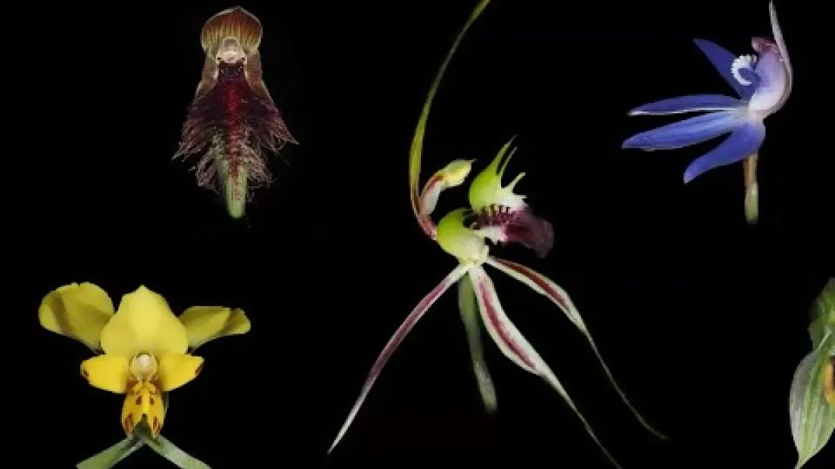 Preview image for the video "Recorded EE PhD Exit Seminar - Ryan O'Donnell".