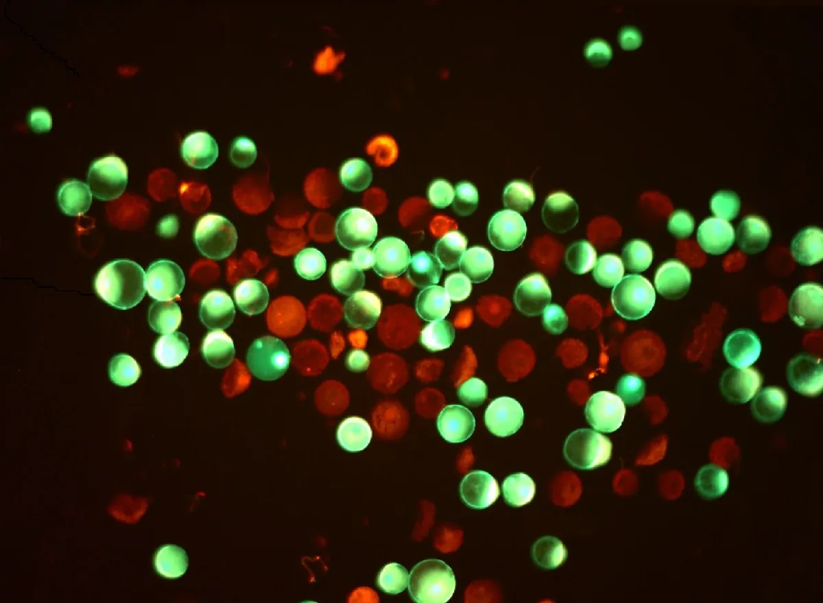Microscopic image showing a cluster of cells stained in fluorescent green and red colors.
