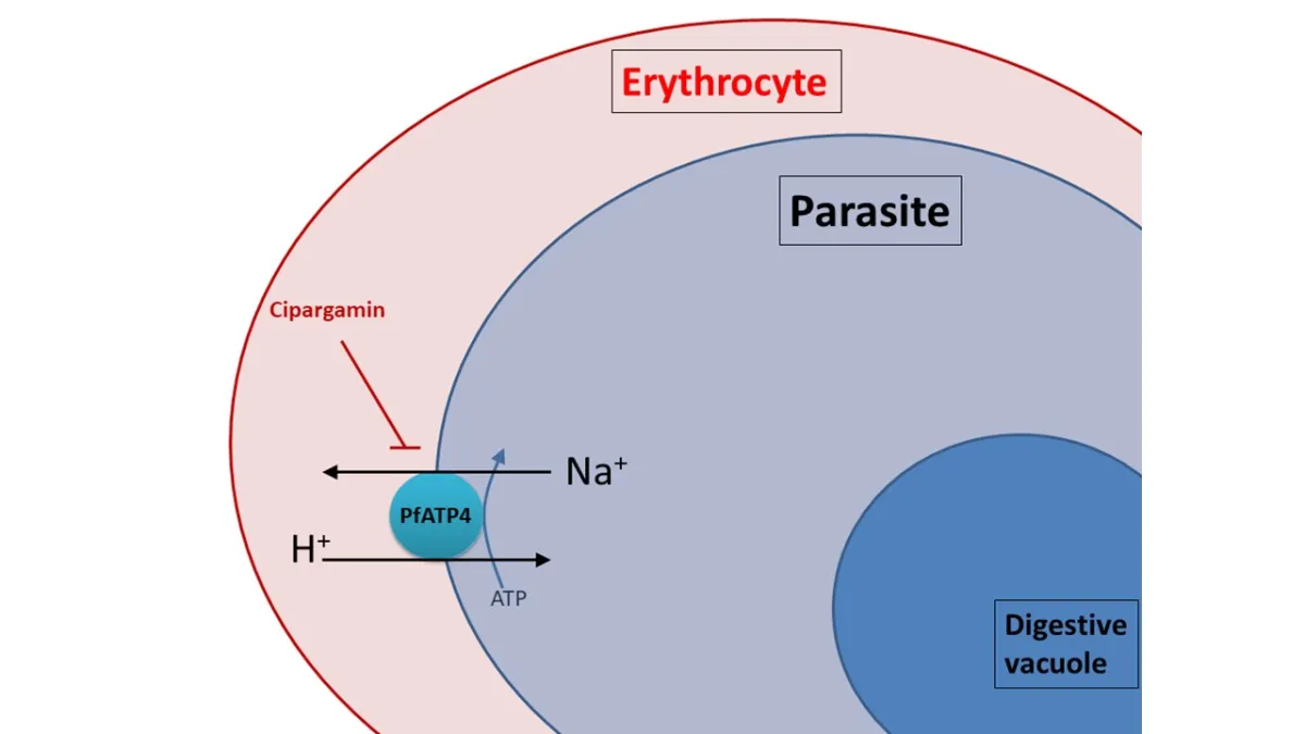 Diagram showing the interaction of the drug cipargamin with a malaria parasite inside an erythrocyte, highlighting the PfATP4 protein and the exchange of Na+ and H+ ions.