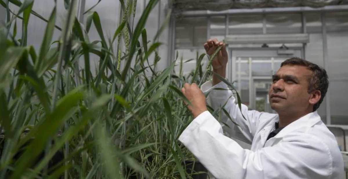 Dr Arun Yadav, from the ANU Research School of Biology