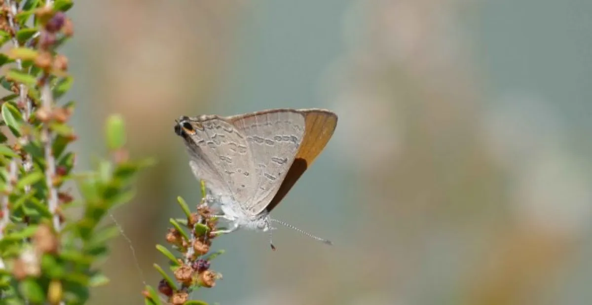 Bronze Ant-blue