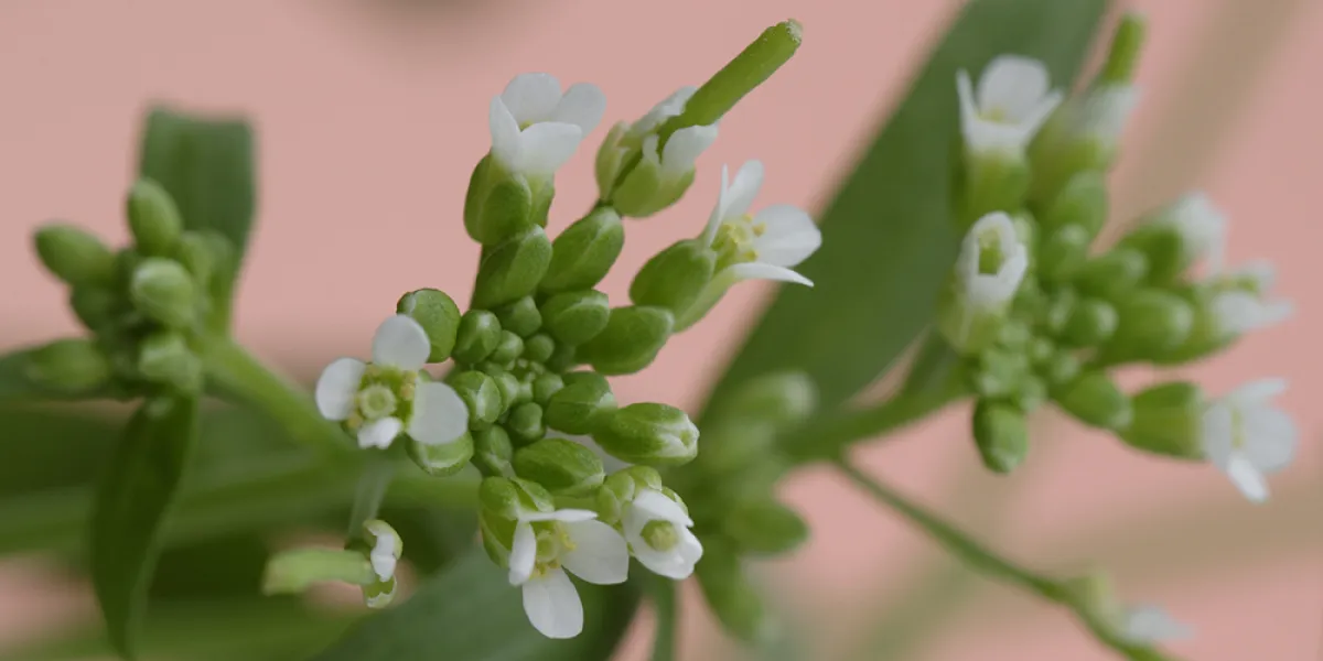 Close-up of small white flowers with green stems against a soft pink background.