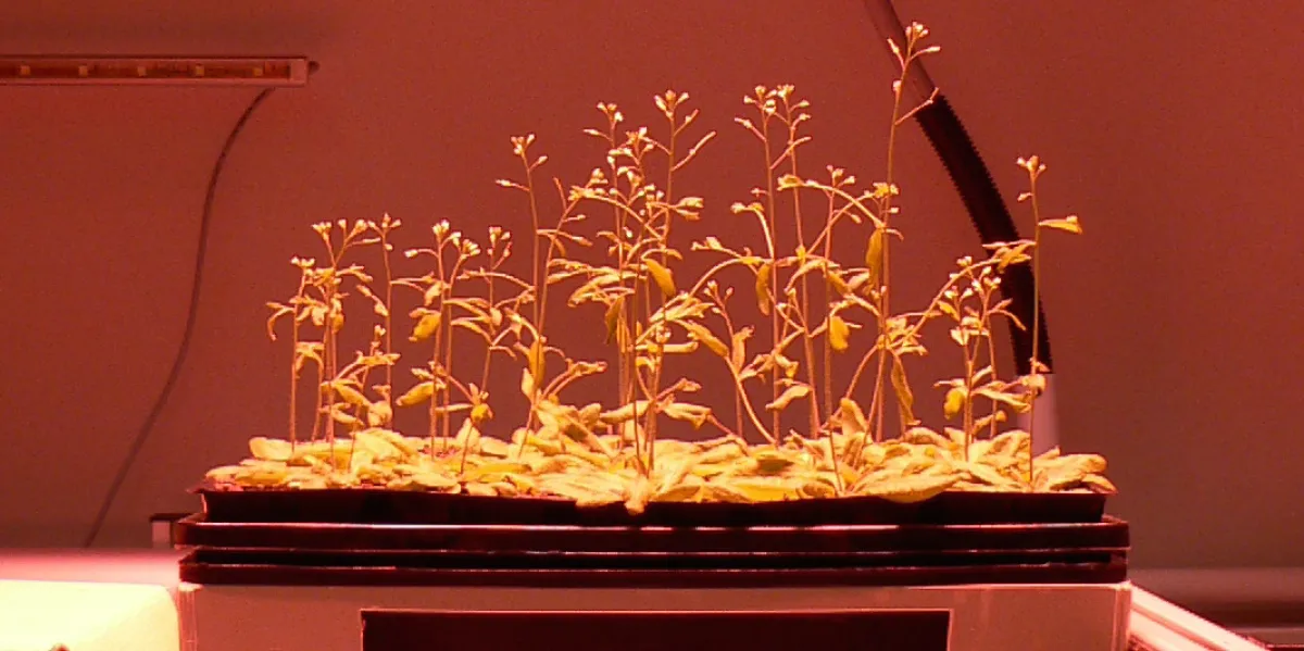 A model of a golden tree under a pink light, displayed on a dark platform.