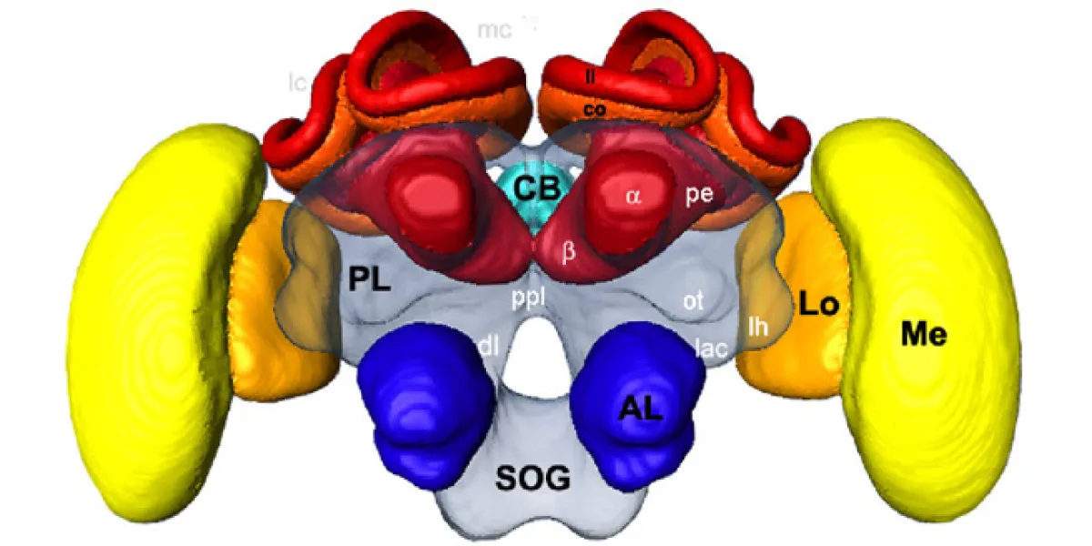 3D color-coded image of brain structures, highlighting areas such as the cerebellum in red and other regions in blue, yellow, and grey with labeled abbreviations.