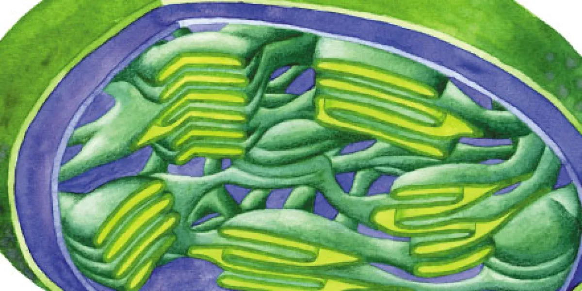 Illustration of a cross-section of a chloroplast, showing its internal structure and membranes.
