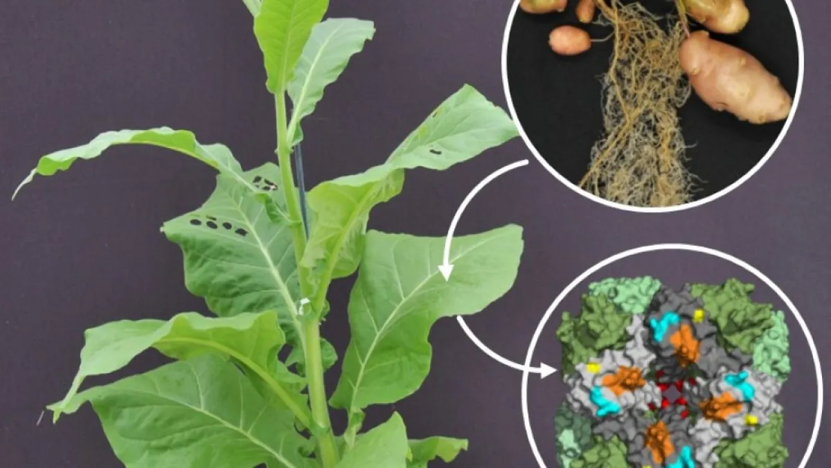 Crop research