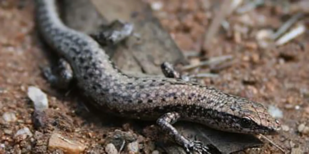 A close-up photo of a small, speckled lizard on a dry, rocky ground.