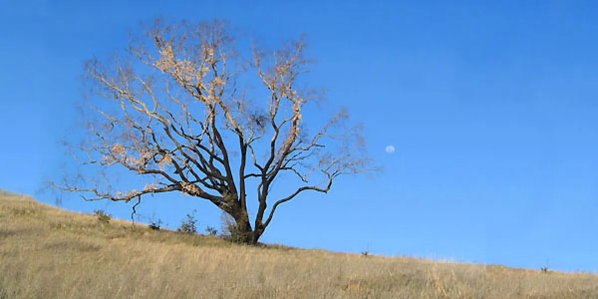 A lone bare tree stands on a grassy hill under a clear blue sky with the moon visible in the distance.