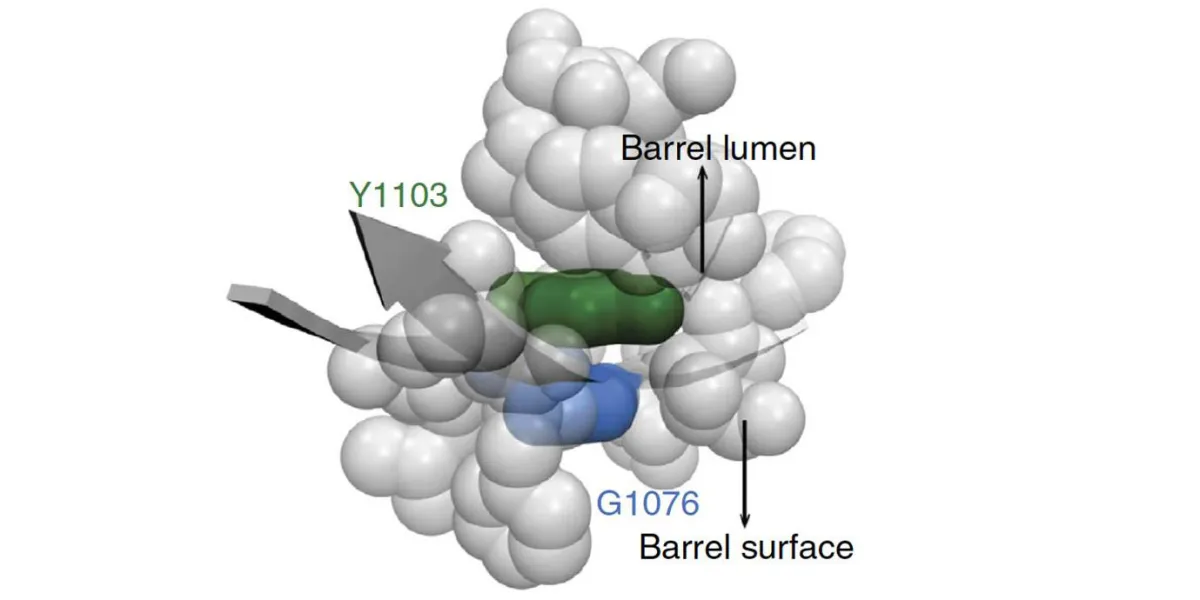 3D molecular model highlighting key amino acids in a protein structure, with annotations for the barrel lumen and surface.