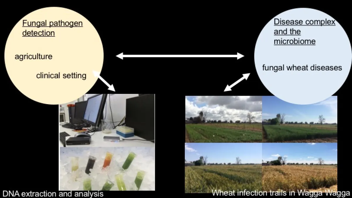 A diagram showing the process of detecting fungal pathogens in agriculture and clinical settings, with images of DNA extraction, fields with wheat infection trials, and textual annotations explaining each step.