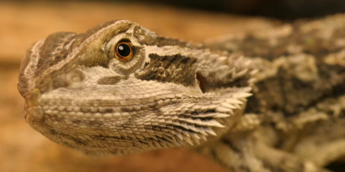 Close-up of a bearded dragon lizard, highlighting its textured scales and attentive eye.