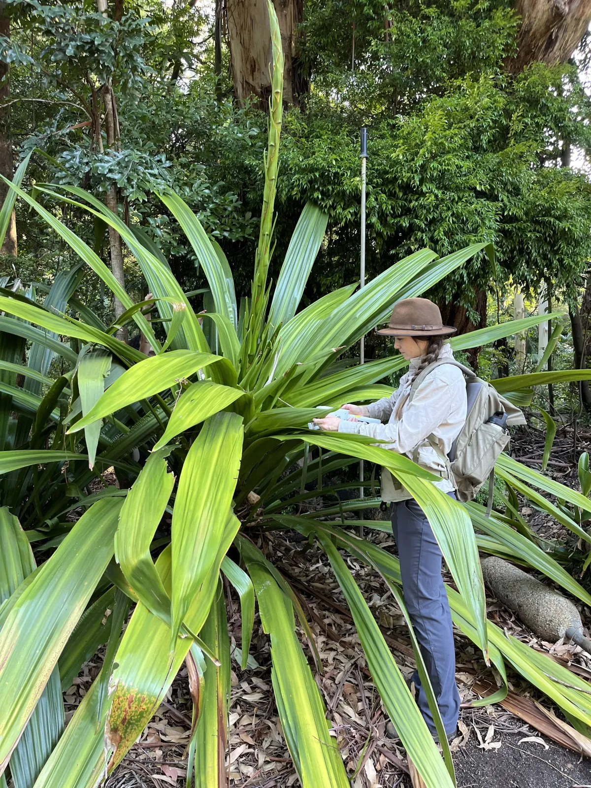 A person in a hat and light jacket examines or interacts with a large, leafy plant in a lush, green garden setting.