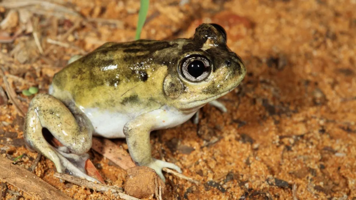 A frog
