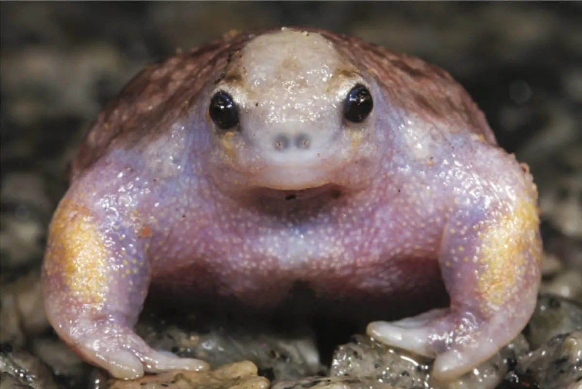 Myobatrachus gouldii
