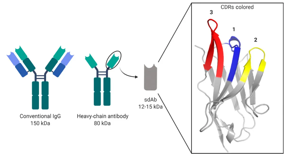 Diagram comparing conventional IgG and heavy-chain antibodies with a focus on the structure and molecular weights, and an illustration of an antibody fragment highlighting its Complementarity Determining Regions (CDRs) in different colors.