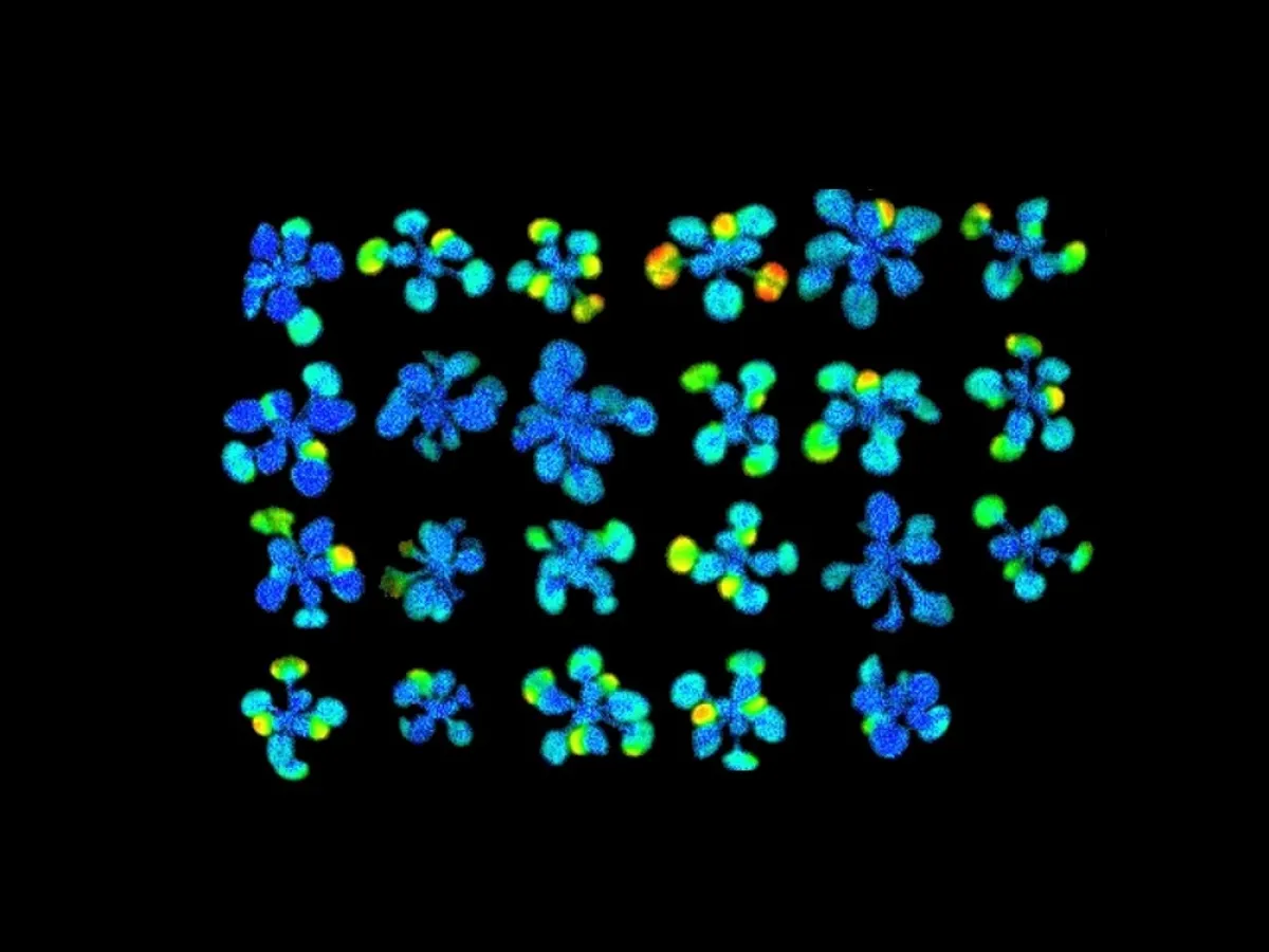 Colorful microscopic image of chromosome spreads with blue and yellow staining.