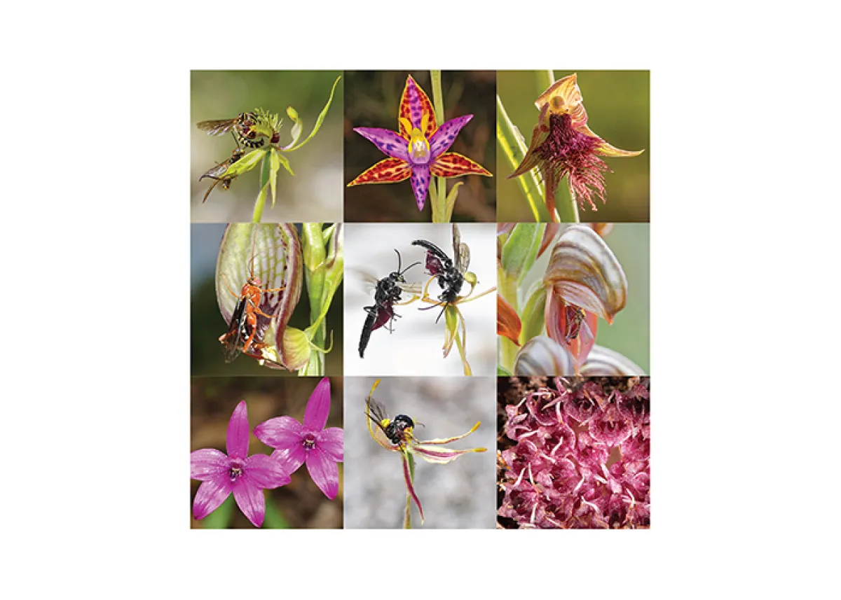 A collage of nine images featuring various insects interacting with colorful flowers and plants.