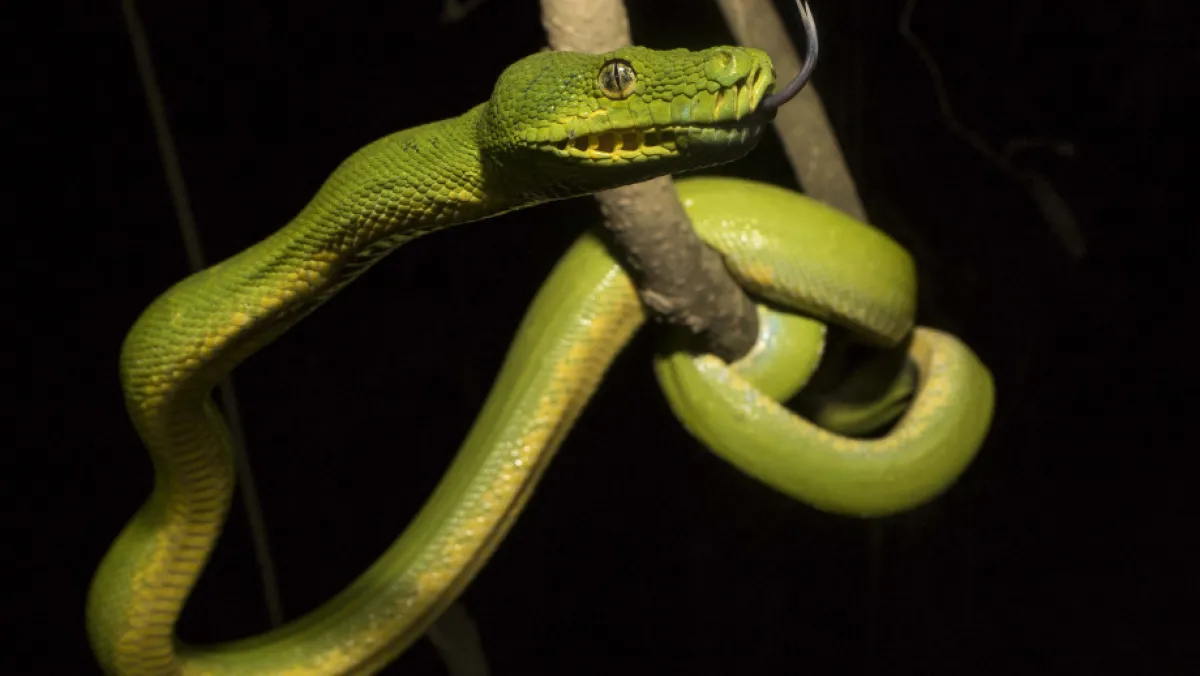 Python