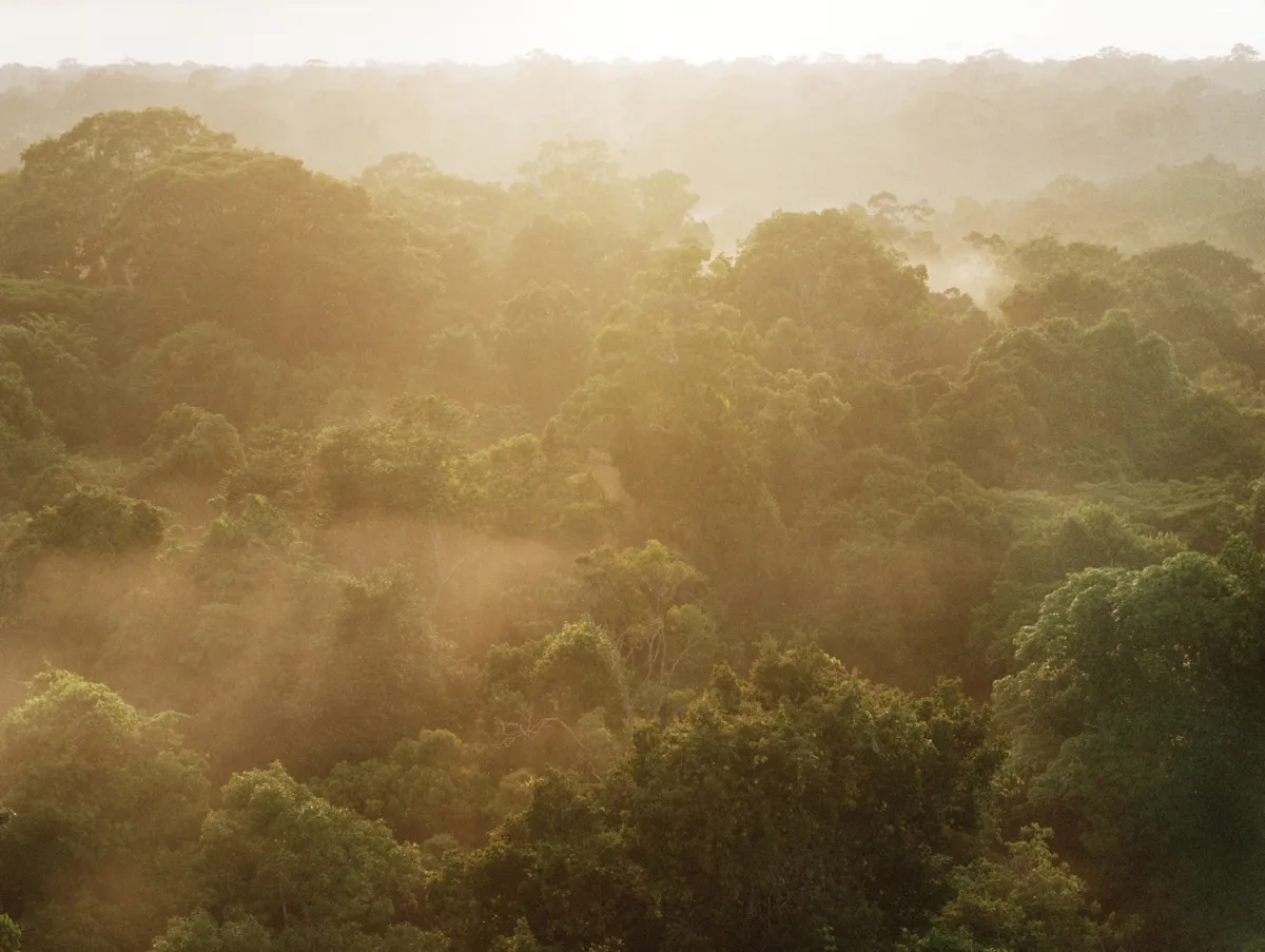 Rainforest canopy at dawn Image:Patrick Meir