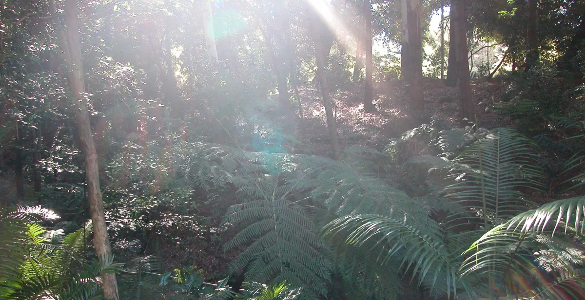 Sunlight filters through a dense rainforest canopy, highlighting ferns and other lush green vegetation.