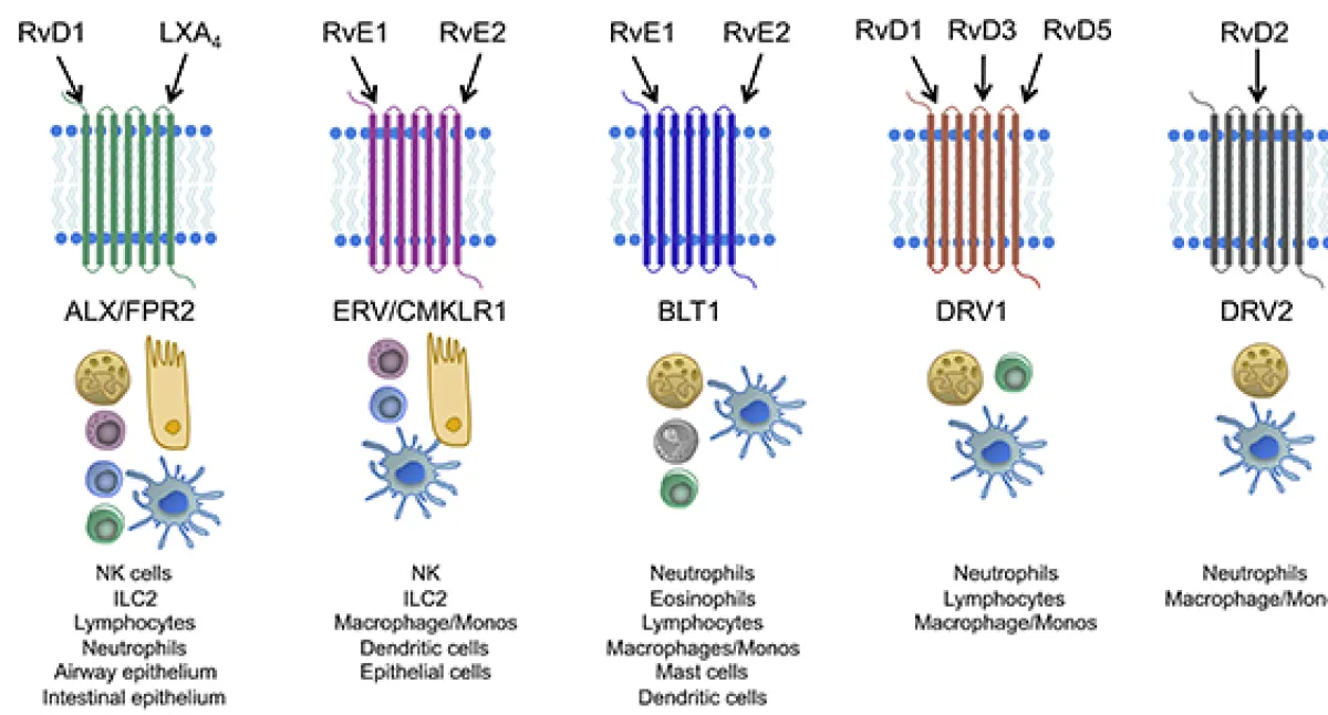 Illustration of various receptor-ligand interactions with corresponding immune cell types, displaying different receptors like ALX/FPR2 and DRV1, involved in cellular processes.