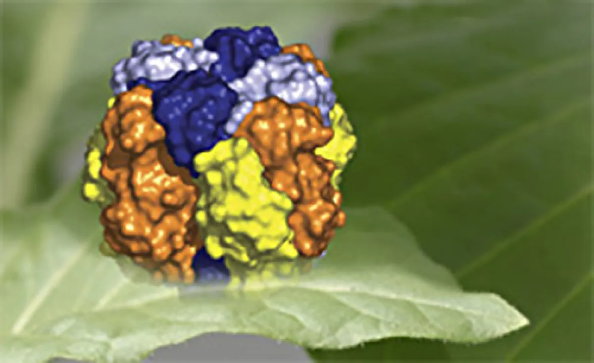 A colorful, three-dimensional model of a molecular structure placed on a green leaf.